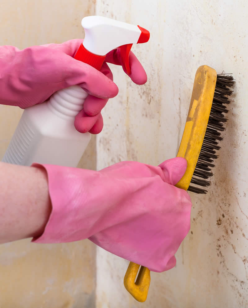 Removing Mold from a wall